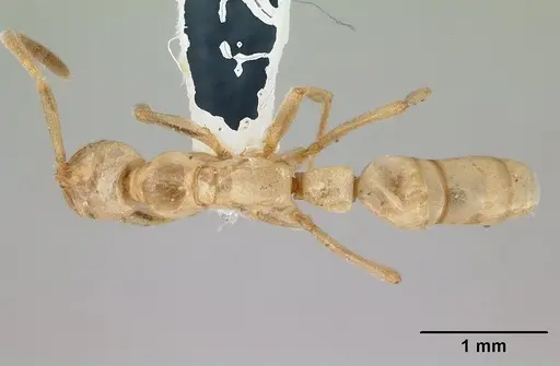 Leptogenys australis specimen CASENT0178834 image casent0178834_1