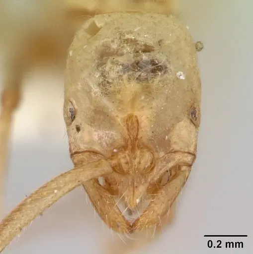 Leptogenys australis specimen CASENT0178834 image casent0178834_2