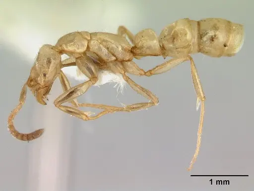 Leptogenys australis specimen CASENT0178834 image casent0178834_3