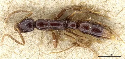 Leptogenys australis specimen CASENT0903966 image casent0903966_1