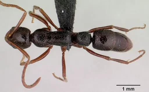 Leptogenys avaratra specimen CASENT0041949 image casent0041949_1