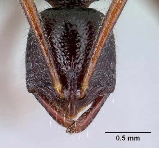 Leptogenys avaratra specimen CASENT0041949 image casent0041949_2