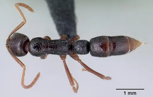 Leptogenys avaratra specimen CASENT0416208 image casent0416208_1