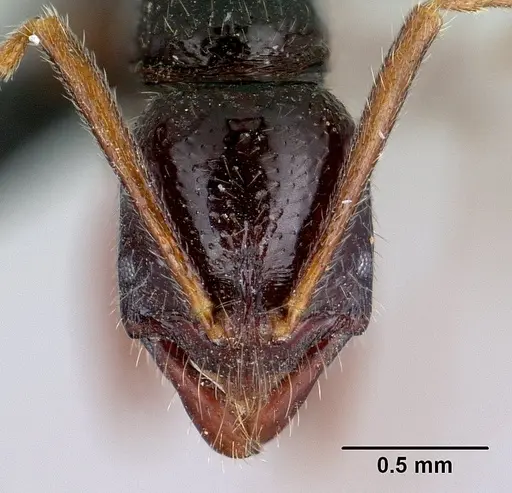 Leptogenys avaratra specimen CASENT0416208 image casent0416208_2