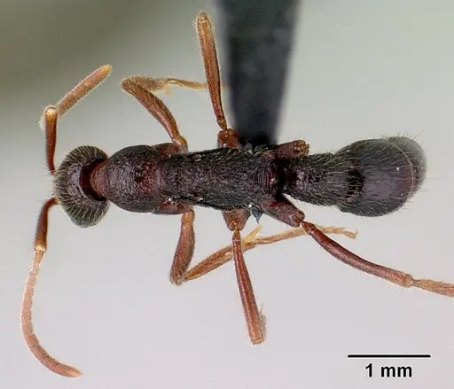 Leptogenys avo specimen CASENT0034742 image casent0034742_1
