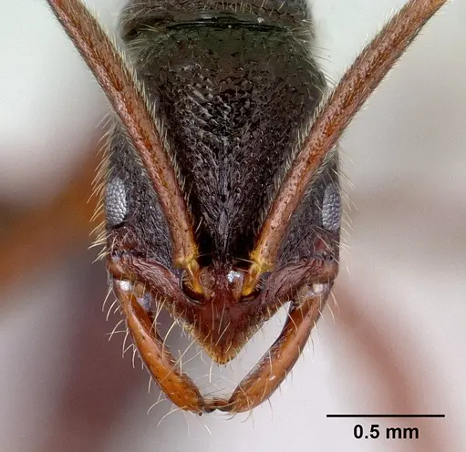 Leptogenys avo specimen CASENT0034742 image casent0034742_2