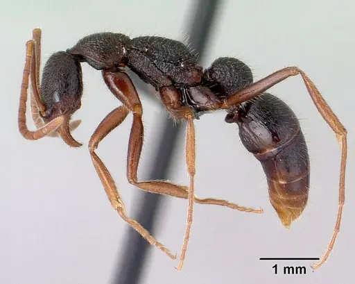 Leptogenys avo specimen CASENT0034742 image casent0034742_3