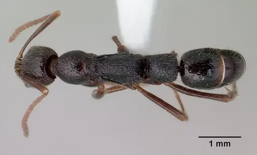 Leptogenys avo specimen CASENT0175312 image casent0175312_1
