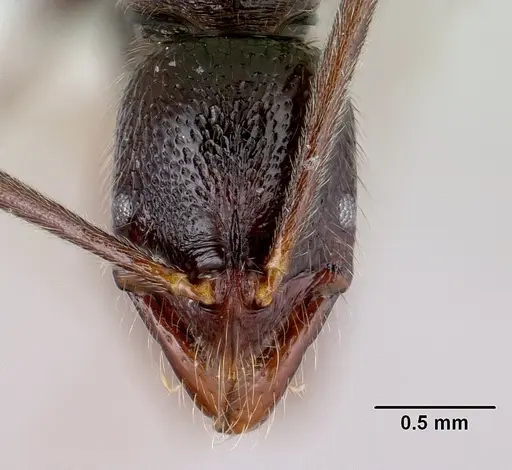 Leptogenys avo specimen CASENT0175312 image casent0175312_2