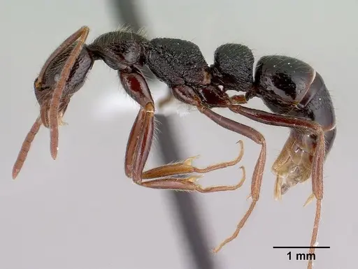 Leptogenys avo specimen CASENT0175312 image casent0175312_3