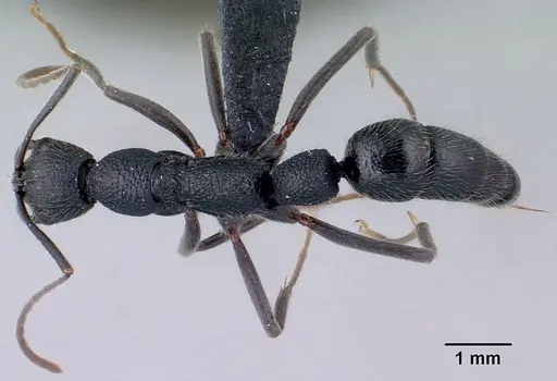 Leptogenys barimaso specimen CASENT0053712 image casent0053712_1