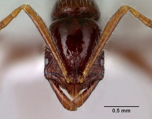Leptogenys bezanozano specimen CASENT0175420 image casent0175420_2