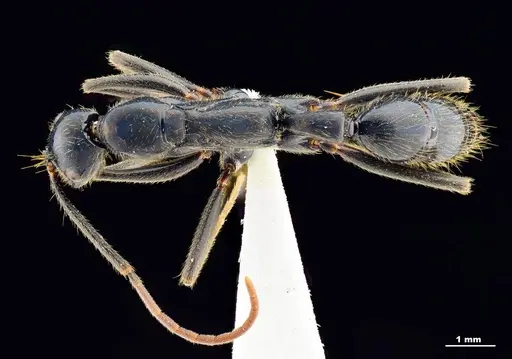 Leptogenys bhartii specimen ANTWEB1008983 image antweb1008983_1