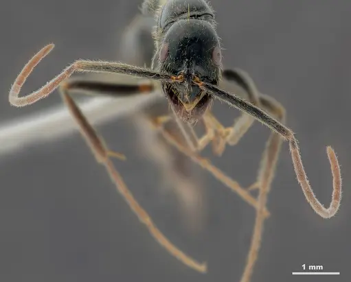 Leptogenys bhartii specimen ANTWEB1008983 image antweb1008983_3