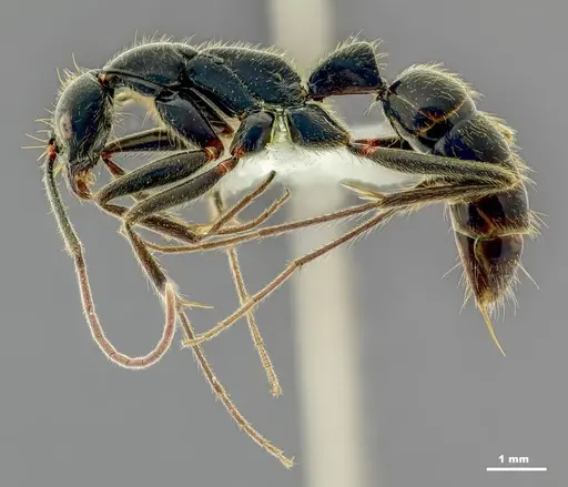 Leptogenys bhartii specimen ANTWEB1008983 image antweb1008983_4