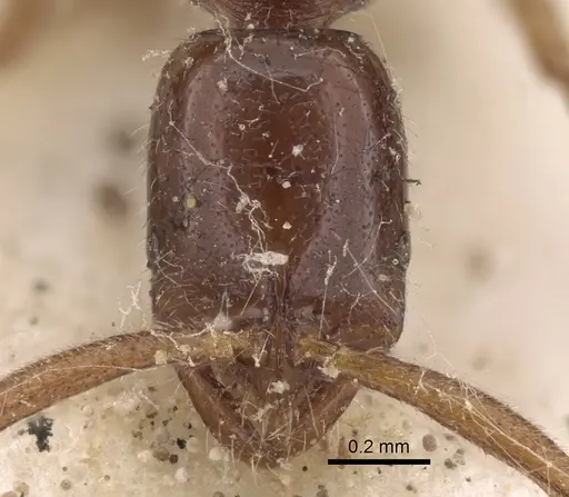 Leptogenys bidentata specimen CASENT0281942 image casent0281942_2