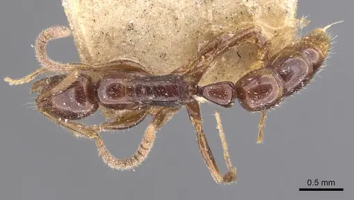 Leptogenys bidentata specimen CASENT0907385 image casent0907385_1