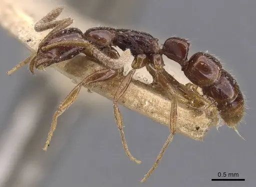 Leptogenys bidentata specimen CASENT0907385 image casent0907385_3