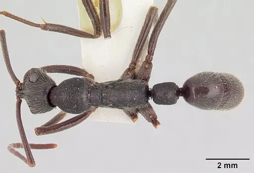 Leptogenys bifida specimen CASENT0178778 image casent0178778_1