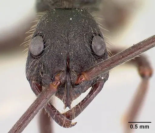 Leptogenys bifida specimen CASENT0178778 image casent0178778_2