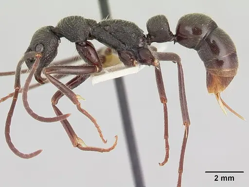 Leptogenys bifida specimen CASENT0178778 image casent0178778_3
