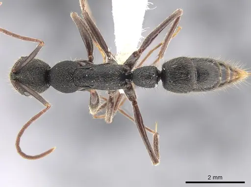 Leptogenys binghamii specimen CASENT0651231 image casent0651231_1