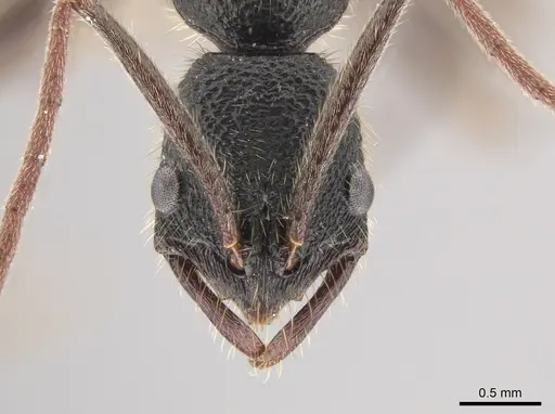 Leptogenys binghamii specimen CASENT0651231 image casent0651231_2