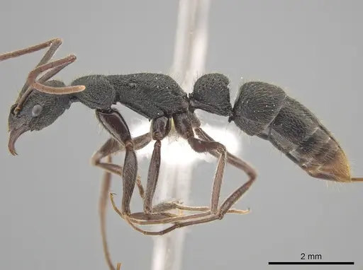 Leptogenys binghamii specimen CASENT0651231 image casent0651231_3