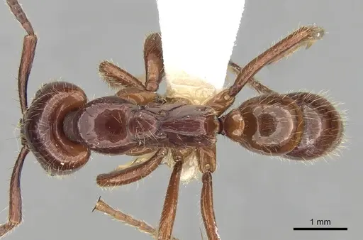 Leptogenys birmana specimen CASENT0281921 image casent0281921_1