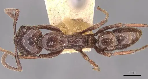Leptogenys birmana specimen CASENT0907581 image casent0907581_1