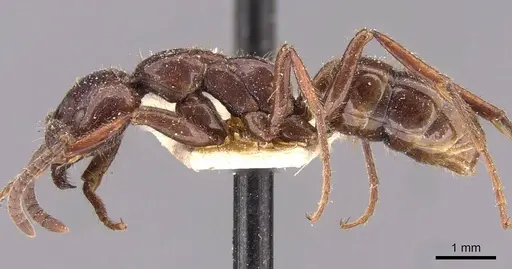 Leptogenys birmana specimen CASENT0907581 image casent0907581_3