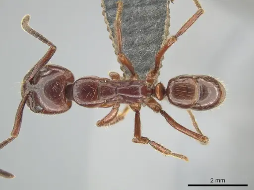 Leptogenys birmana specimen MCZ-ENT00763498 image mcz-ent00763498_1