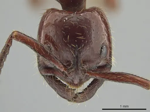 Leptogenys birmana specimen MCZ-ENT00763498 image mcz-ent00763498_2