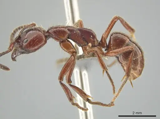 Leptogenys birmana specimen MCZ-ENT00763498 image mcz-ent00763498_3