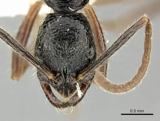 Leptogenys bituberculata specimen CASENT0270539 image casent0270539_2