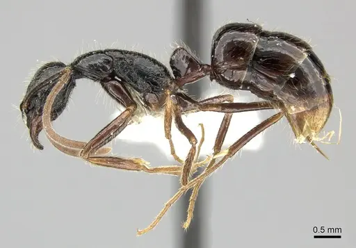 Leptogenys bituberculata specimen CASENT0270539 image casent0270539_3