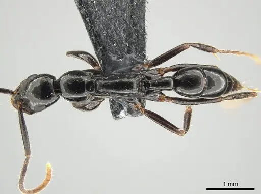 Leptogenys bituberculata specimen CASENT0650193 image casent0650193_1