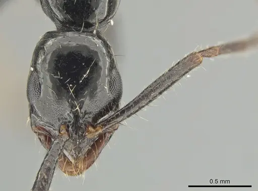 Leptogenys bituberculata specimen CASENT0650193 image casent0650193_2