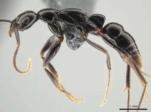 Leptogenys bituberculata specimen CASENT0650193 image casent0650193_3