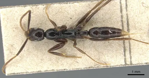 Leptogenys bituberculata specimen CASENT0903950 image casent0903950_1
