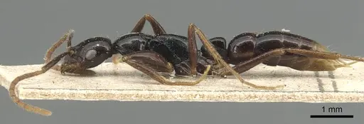 Leptogenys bituberculata specimen CASENT0903950 image casent0903950_3