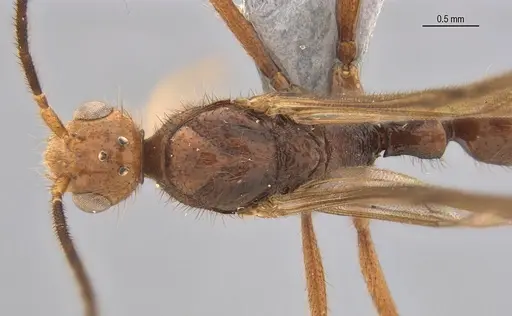 Leptogenys bohlsi specimen ANTWEB1062722 image antweb1062722_1