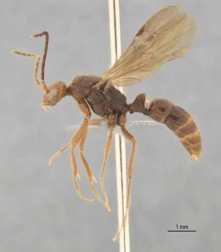 Leptogenys bohlsi specimen ANTWEB1062722 image antweb1062722_4