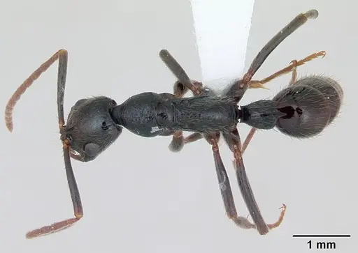 Leptogenys bohlsi specimen CASENT0173510 image casent0173510_1