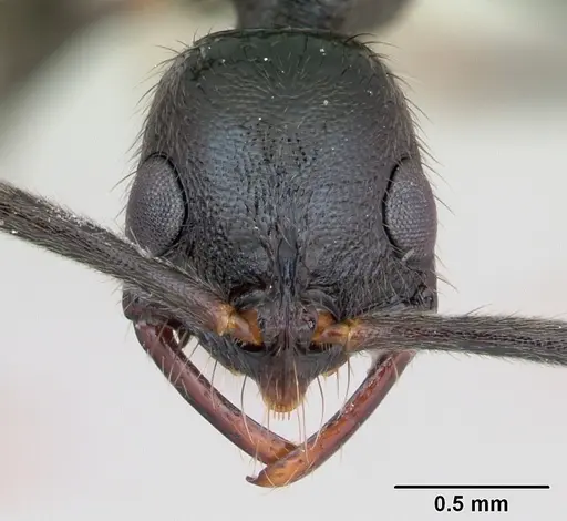 Leptogenys bohlsi specimen CASENT0173510 image casent0173510_2