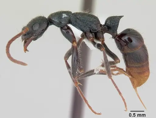 Leptogenys bohlsi specimen CASENT0173510 image casent0173510_3
