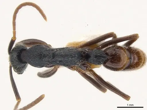 Leptogenys bohlsi specimen CASENT0217023 image casent0217023_1