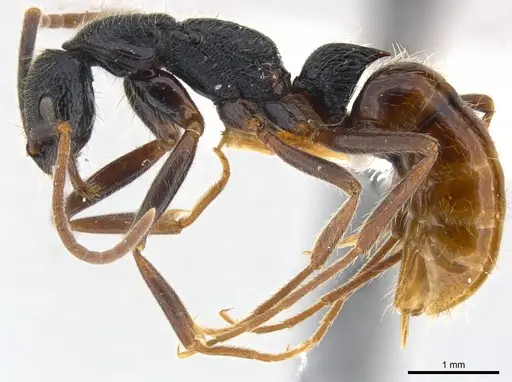 Leptogenys bohlsi specimen CASENT0217023 image casent0217023_3