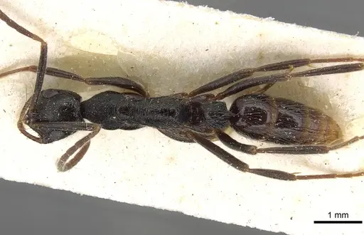 Leptogenys bohlsi specimen CASENT0915216 image casent0915216_1