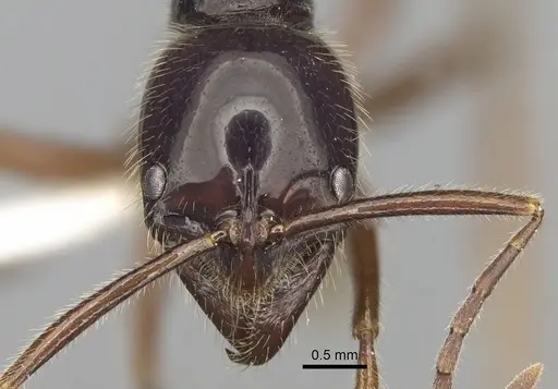 Leptogenys borneensis specimen CASENT0281923 image casent0281923_2
